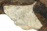 Two Fossil Ginkgo Leaves From North Dakota - Paleocene #236656-1